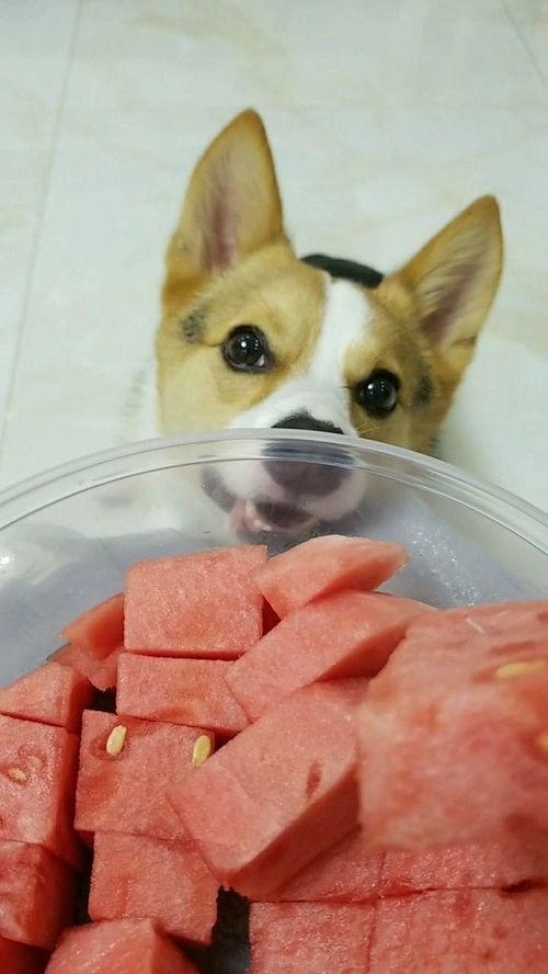 活捉一只吃瓜群众犯法吗,法律边界与道德考量