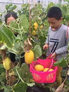 散步吃瓜的群众,揭秘生活百态