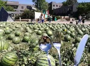 朝阳吃瓜群众在线观看视频,在线观看视频,揭秘热门事件幕后真相