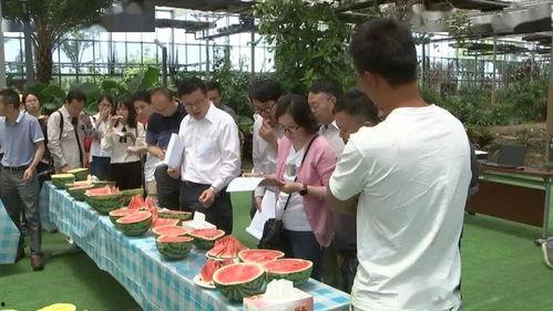 来自杭州的吃瓜群众,揭秘网络热点背后的真相