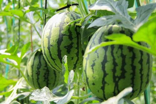 吃瓜群众都是技术,技术视角下的网络围观现象解析