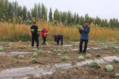 吃瓜群众岱在哪,一场网络热点的背后故事
