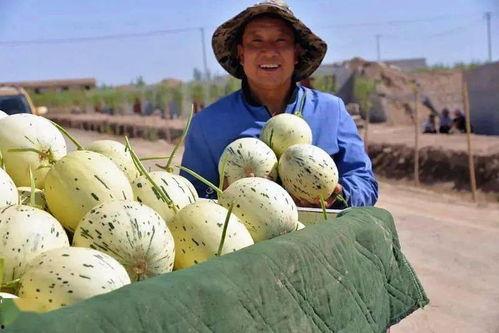 群众吃芥瓜视频真实吗