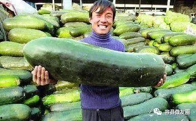 群众吃芥瓜视频真实吗