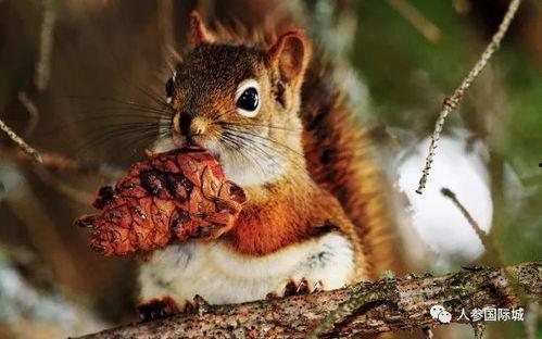 看报纸的松鼠吃瓜群众,吃瓜群众热议